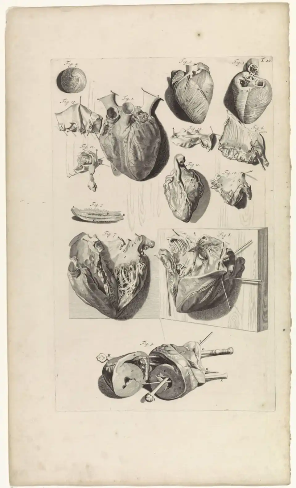 Engraved anatomical plate showing a human heart from several angles, whole and in section.